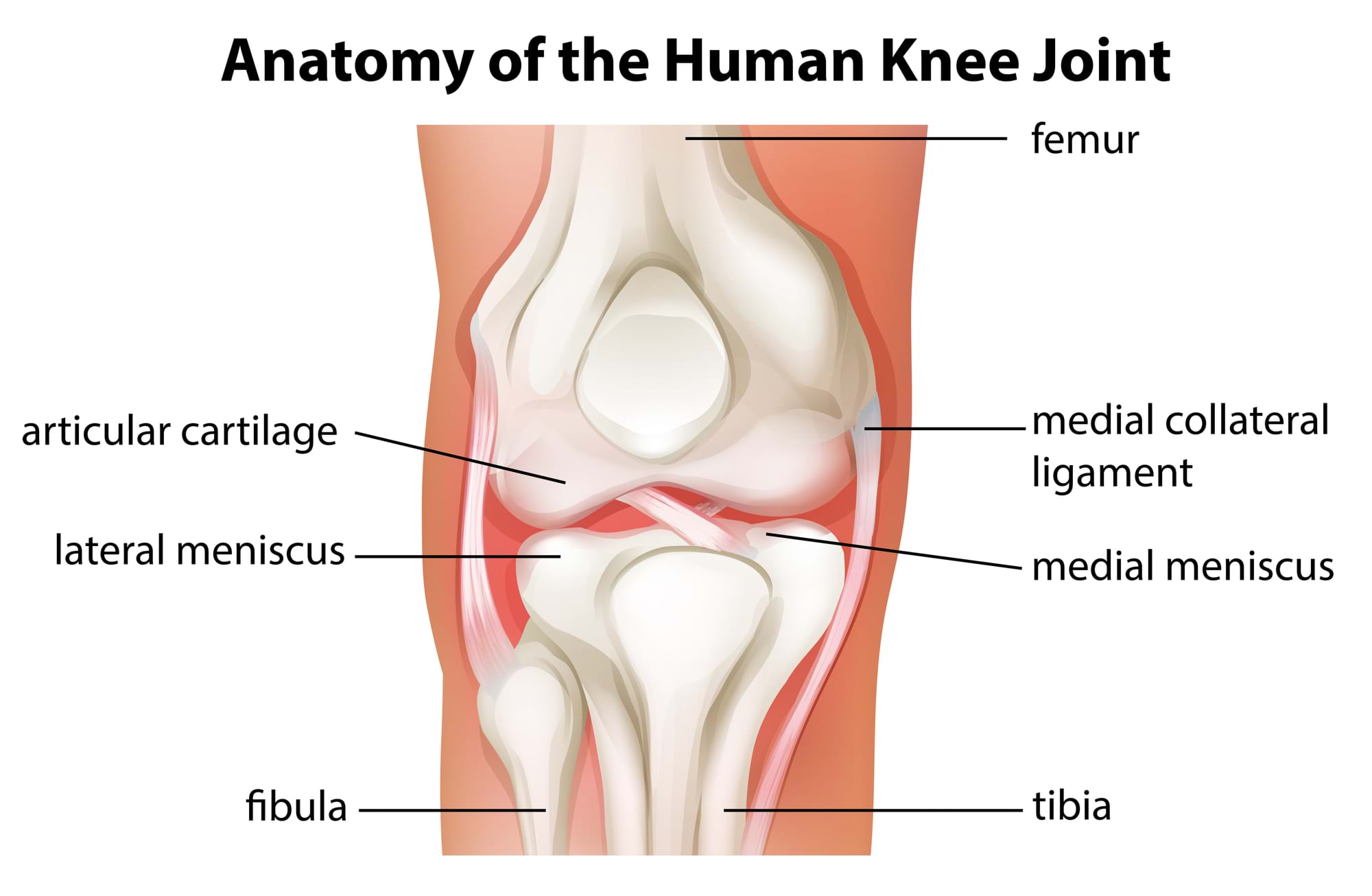 knee anatomy pic