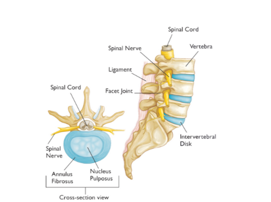 the anatomy of the lumbar spine